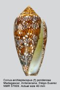 Conus textile archiepiscopus